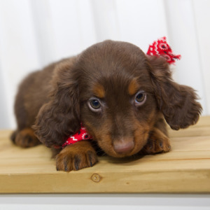 Dachshund Puppy Cali