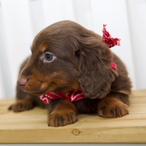 Dachshund Puppy Cali