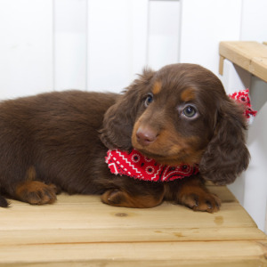 Dachshund Puppy Cali