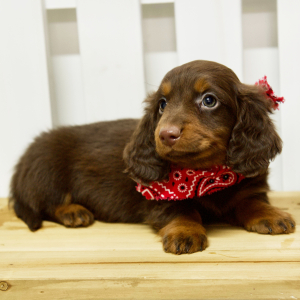 Dachshund Puppy Cali