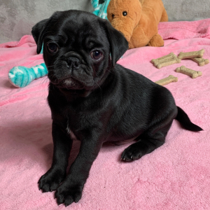 Pug Puppy Blaze