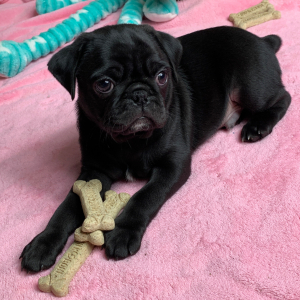 Pug Puppy Blaze