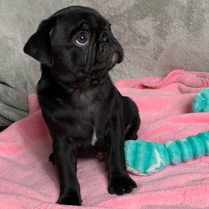 Pug Puppy Blaze