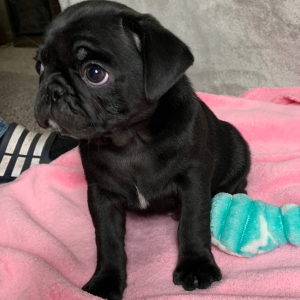 Pug Puppy Blaze
