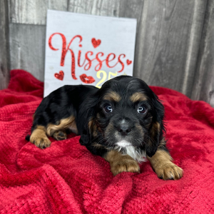 Cavalier King Charles Spaniel Puppy Lyle