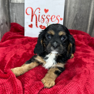 Cavalier King Charles Spaniel Puppy Lyle