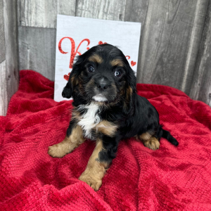 Cavalier King Charles Spaniel Puppy Lyle
