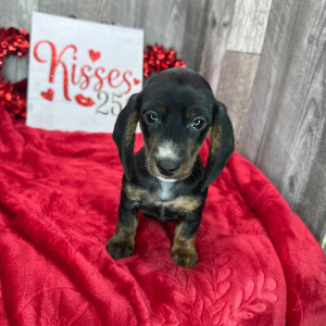Dachshund Puppy Patrick
