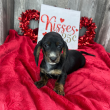 Dachshund Puppy Patrick