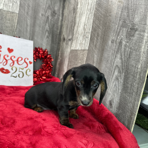 Dachshund Puppy Patrick