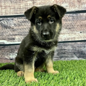 German Shepherd Dog Puppy Sam
