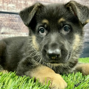 German Shepherd Dog Puppy Sam