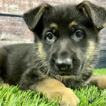 German Shepherd Dog Puppy Sam