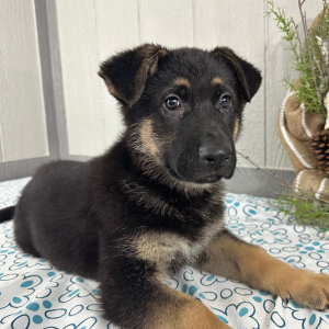 German Shepherd Dog Puppy Sam