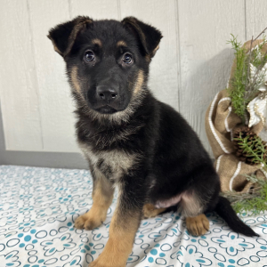 German Shepherd Dog Puppy Sam