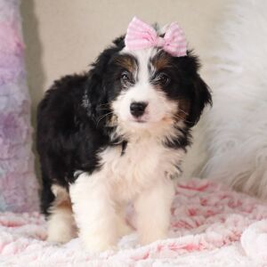 Bernedoodle Puppy Caitlyn