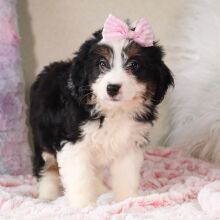 Bernedoodle Puppy Caitlyn