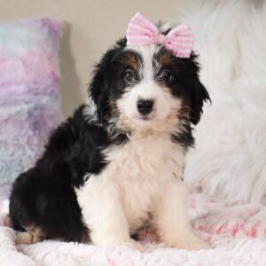 Bernedoodle Puppy Caitlyn