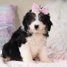 Bernedoodle Puppy Caitlyn