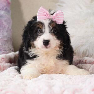 Bernedoodle Puppy Caitlyn