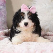 Bernedoodle Puppy Caitlyn