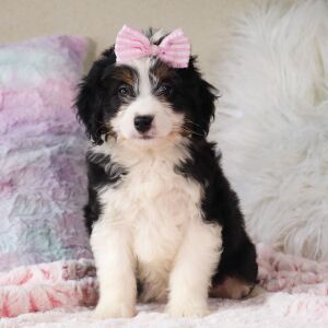 Bernedoodle Puppy Caitlyn