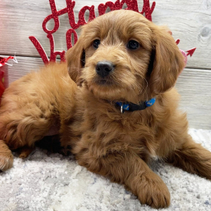 Goldendoodle Puppy Felicity