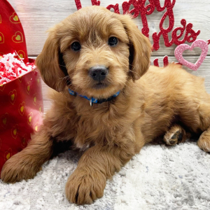 Goldendoodle Puppy Felicity