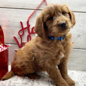 Goldendoodle Puppy Felicity