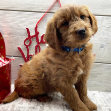 Goldendoodle Puppy Felicity