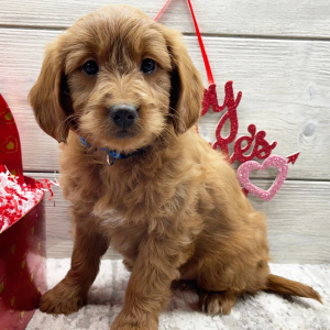 Goldendoodle Puppy Felicity