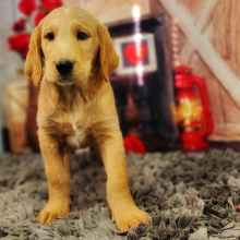 Labradoodle Puppy Grover