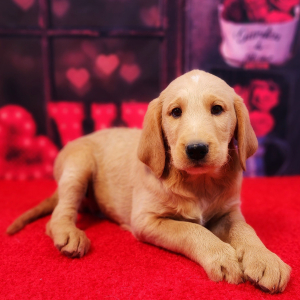 Labradoodle Puppy Grover