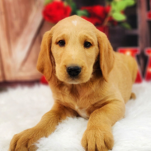Labradoodle Puppy Grover