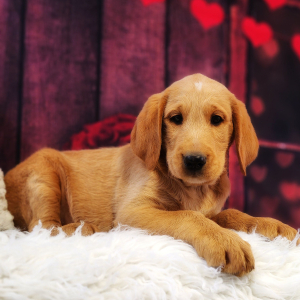 Labradoodle Puppy Grover