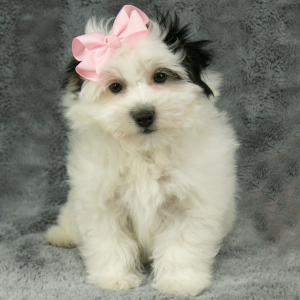 Havanese Puppy Dixie