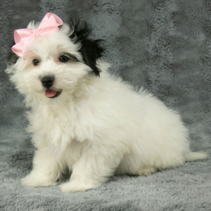 Havanese Puppy Dixie