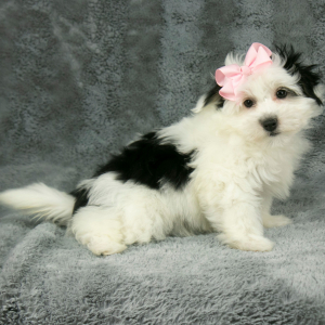 Havanese Puppy Dixie