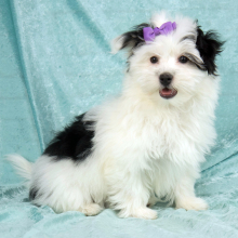 Havanese Puppy Dixie
