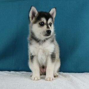 Pomsky Puppy Irwin