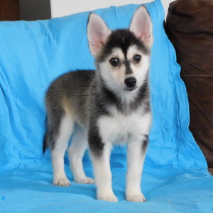 Pomsky Puppy Irwin