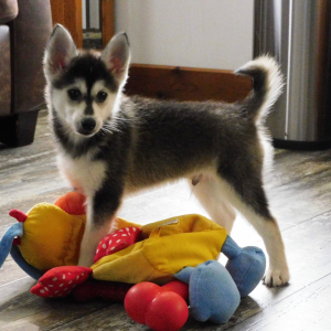 Pomsky Puppy Irwin