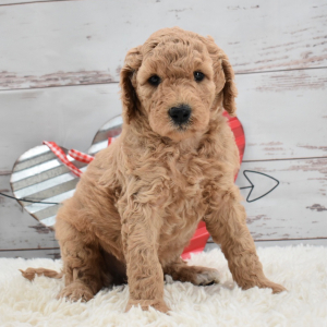 Labradoodle Puppy Callie