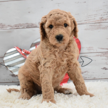 Labradoodle Puppy Callie