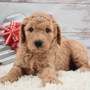 Labradoodle Puppy Callie