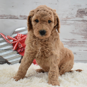 Labradoodle Puppy Callie