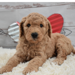 Labradoodle Puppy Callie