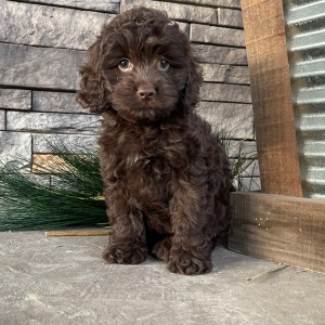 Cockapoo Puppy Jayna