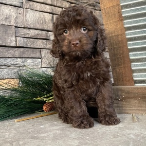 Cockapoo Puppy Jayna