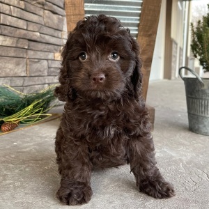 Cockapoo Puppy Jayna